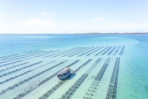 Coffin Bay oyster farm tour