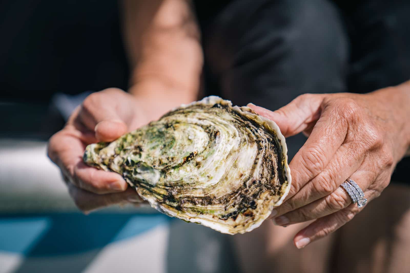 Coffin Bay Oyster Farm Tour Day Tour Small Group Tour