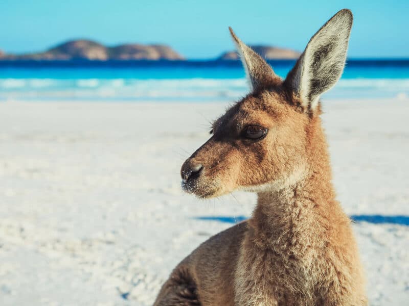 Kangaroo on beach at Lucky Bay