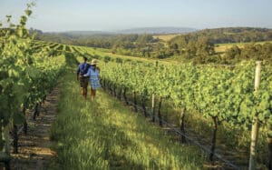 Couple walking through the vines at Wills Domain, Margaret River