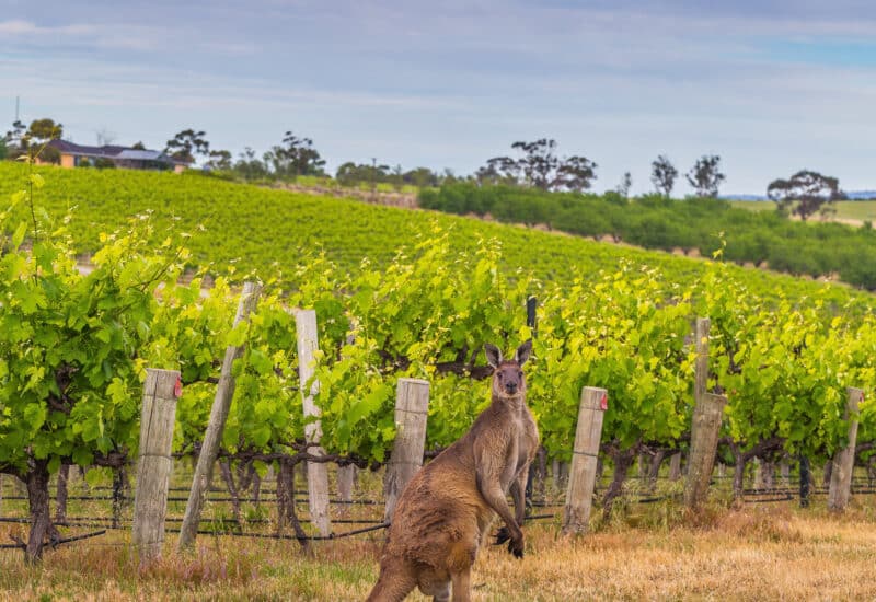 Kangaroos in the vines on yoga and wine tour
