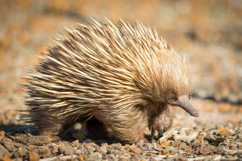 Echidna Seal Bay Conservation Park Kangaroo Island.