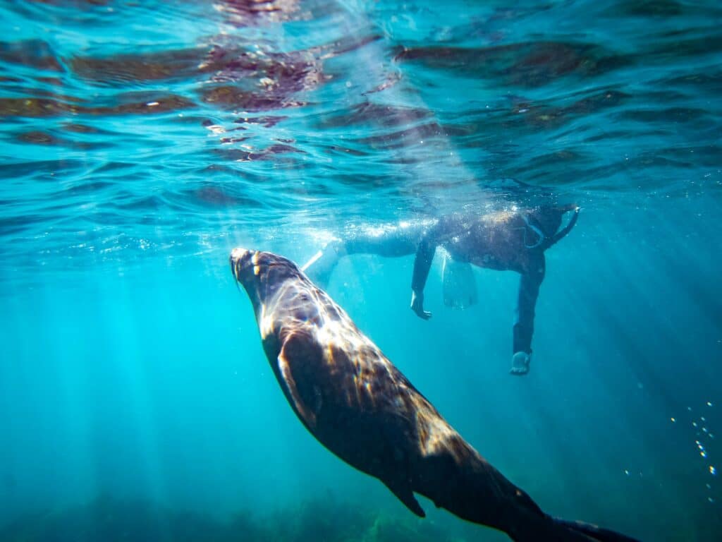 Kangaroo Island Ocean Safari swim with seals and dolphins