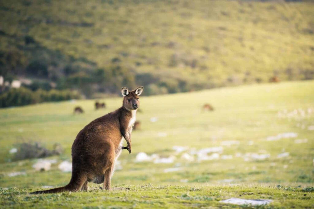 Kangaroo at Stokes Bay, Kangaroo Island, South Australia.