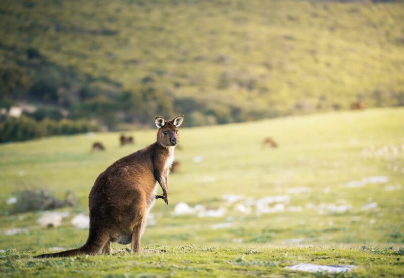 Kangaroo at Stokes Bay, Kangaroo Island, South Australia.