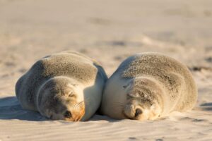 Kangaroo Island – seals at Seal Bay Conservation Park.