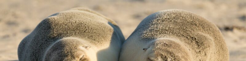 Kangaroo Island – seals at Seal Bay Conservation Park.