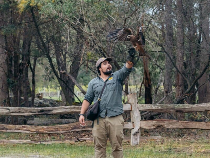 The team at Capes Raptor Centre