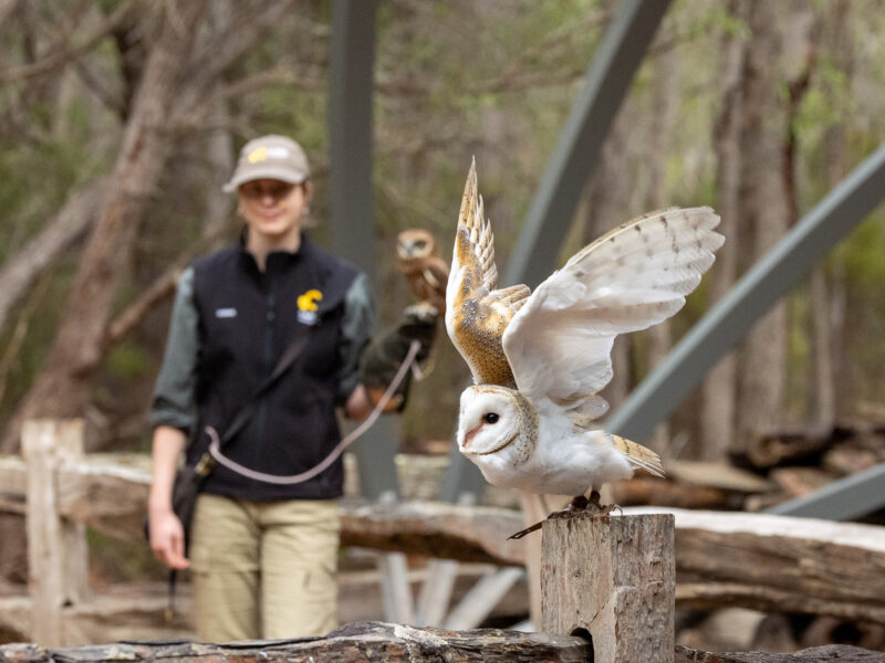 Keeper with owl at Capes Raptor Centre